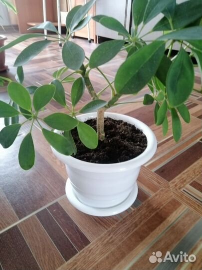 Комнатные цветы шефлера
