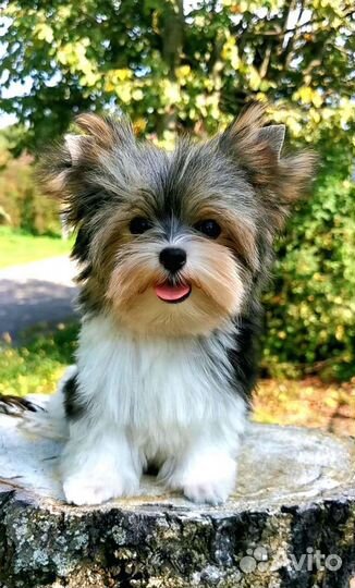 Бивер мальчик