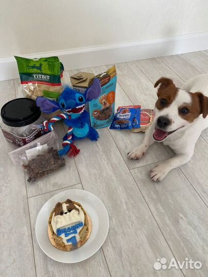 Торты для собак