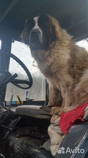 Помощник по хозяйству.Охранник.Водитель