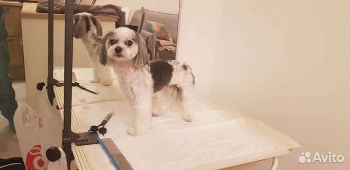 Груминг (стрижка) собак, только с выездом на дом