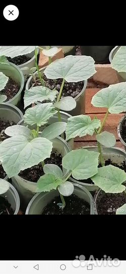 Цветы петунии рассада. рассада овощей