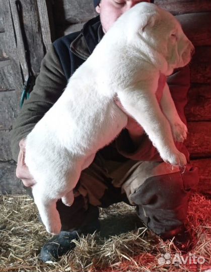 Продаются щенок Алабая. Все вопросы по телефону