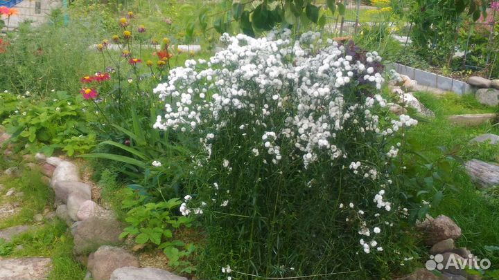 Жемчужница. Эффектный многолетник, неприхотлива