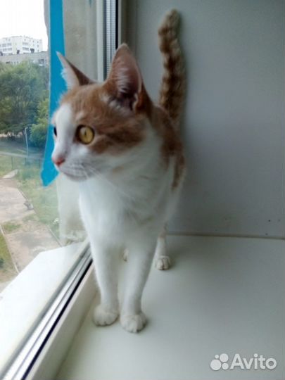 Ласковый добрый кот