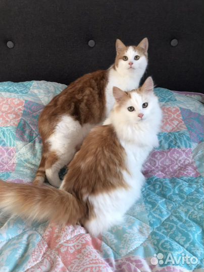 Рыжее счастье в дом