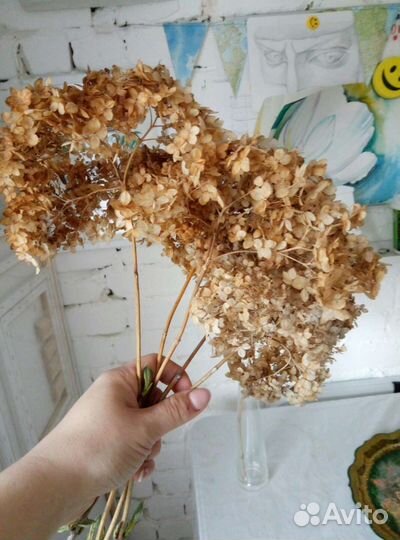 Цветок Гортензии. Сухоцвет