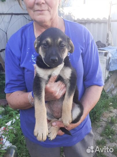 Щенки дворняжки