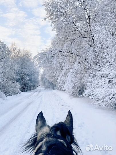 Конные прогулки