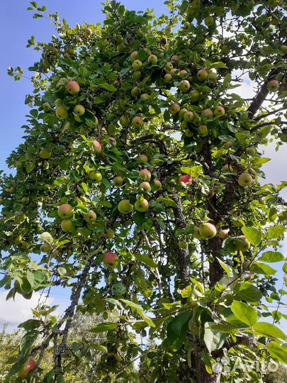 Яблоки садовые