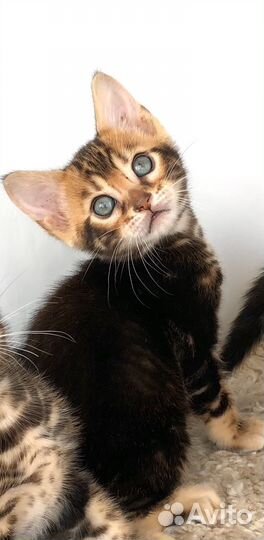 Бенгальская девочка