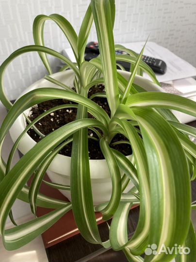 Хлорофитум