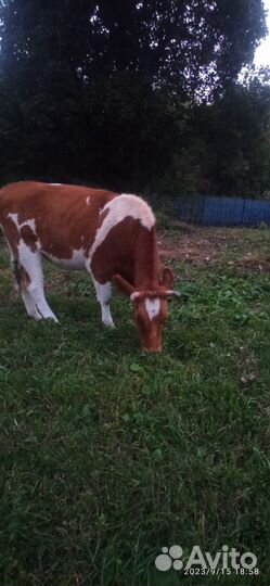 Бык и тёлка