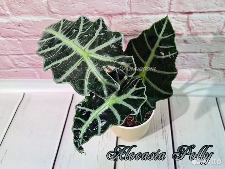 Алоказия Polly