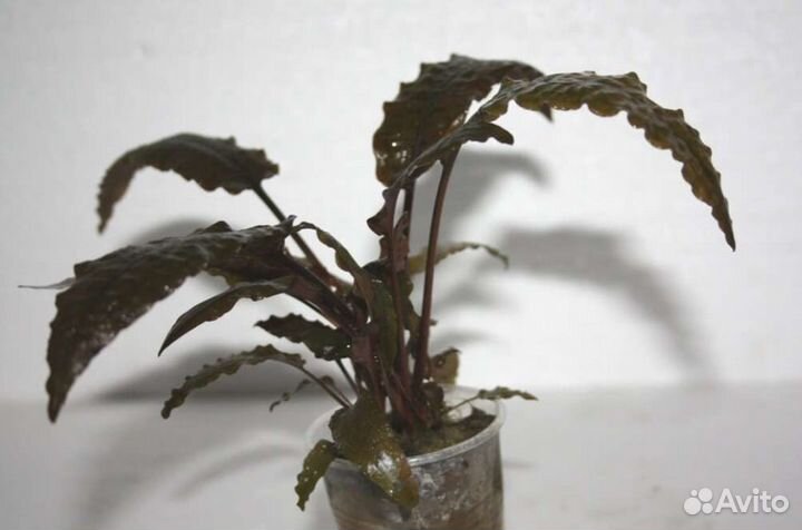 Аквариумные растения криптокорина коричневая венда