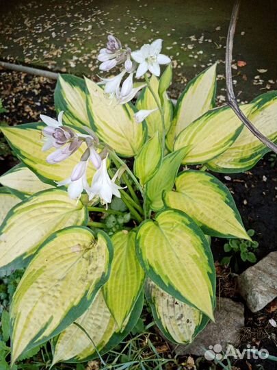 Хосты, папоротник