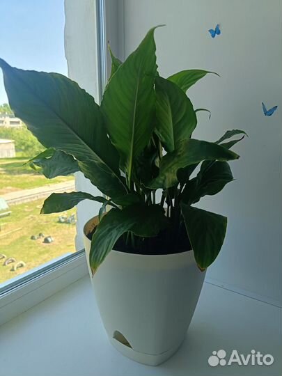 Спатифиллум