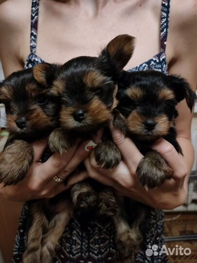 Продажа щенков йоркширского терьера