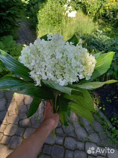 Гортензия букет