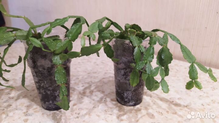 Декабрист, кактус