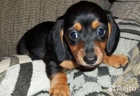 Таксы и другие породы