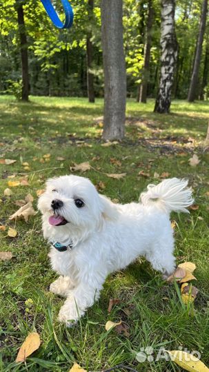 Mini Maltese вязка