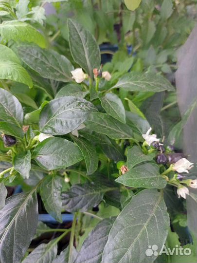 Многолетний острый перец