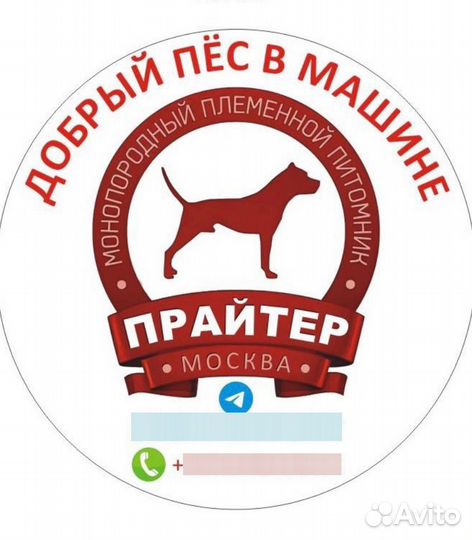 Щенки прайтер от питомника