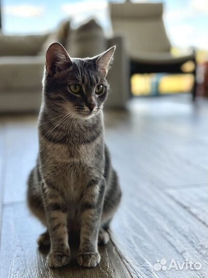 Серебристый барс