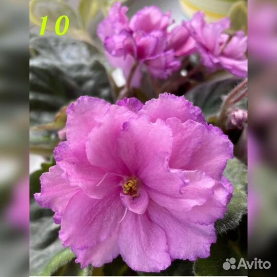 Сортовые фиалки