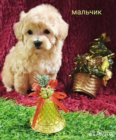 Щенок мальчик мальтипу