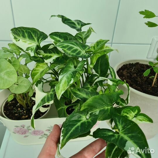 Сингониум Т-25