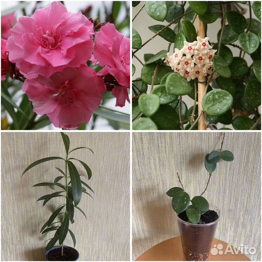 Хойя Матильда и Олеандр