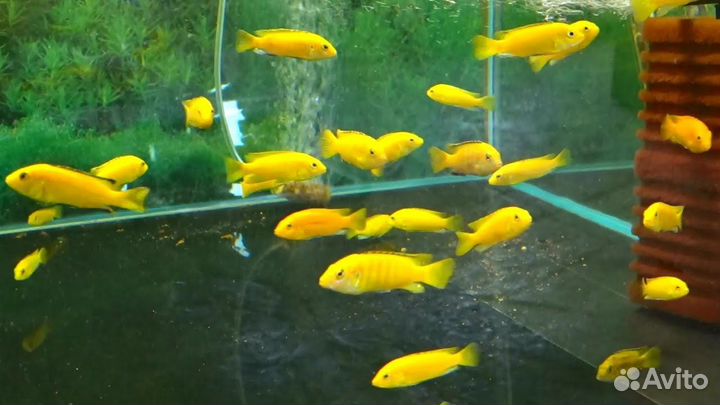 Цихлида еллоу. Аквариумная рыбка