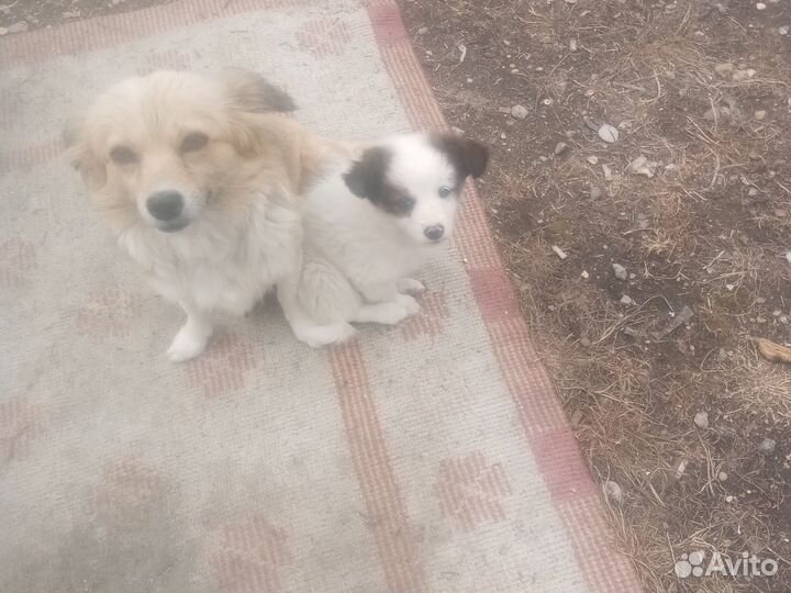 Собака в добрые руки отдам бесплатно