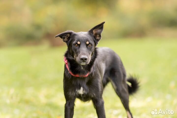 Собака девочка Бэмби 1,5 года