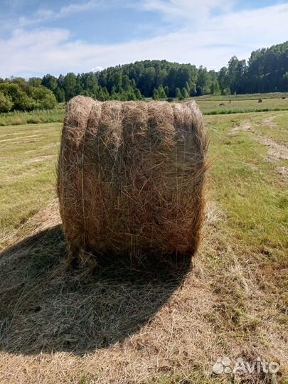 Продам сено в рулонах маленький и большой