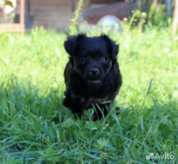 Щенки маленькой породы тойтерьер