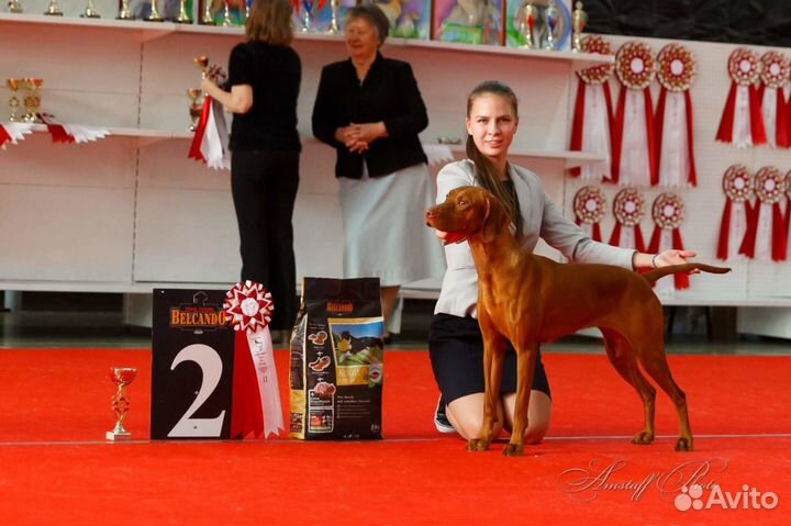 Венгерская (короткошёрстная легавая) выжла, щенки