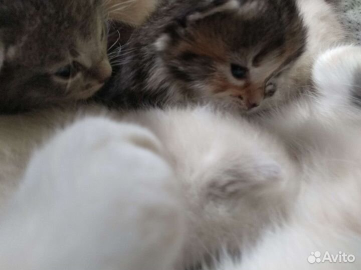 Котята в добрые руки