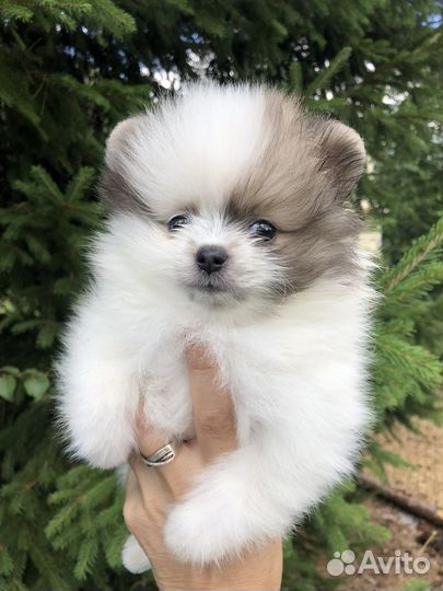 Померанский шпиц мини