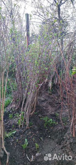 Саженцы айвы