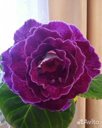 Листы глоксиний на срез