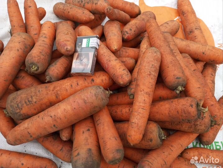 Морковь на корм