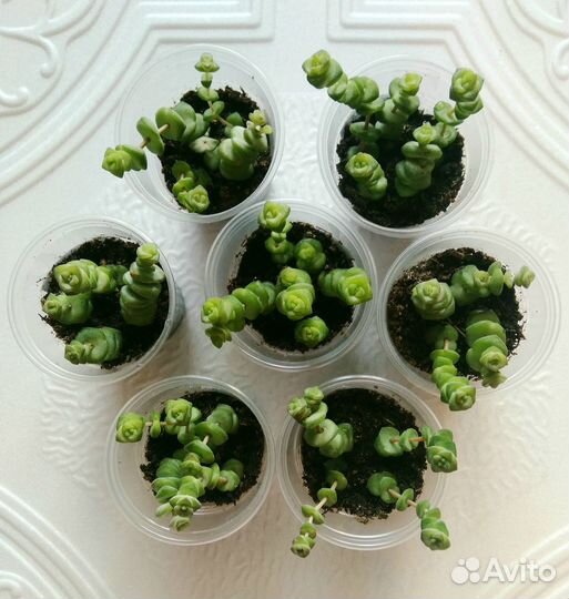 Крассула Марнье Пеперомия арбузная Фикус Плющ