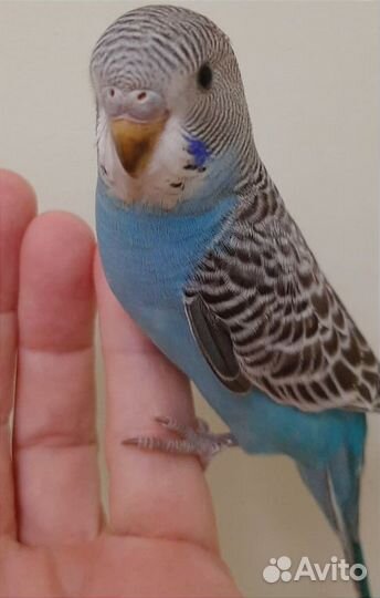 Волнистый попугай