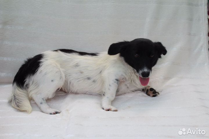 Собачка метис с вельш- корги в дар