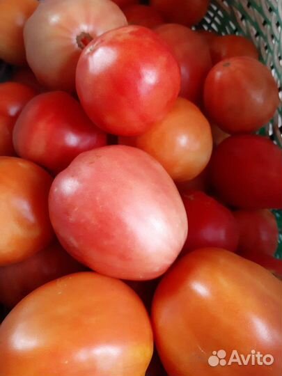 Помидоры
