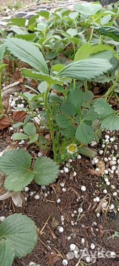 Рассада ремонтантной клубники 