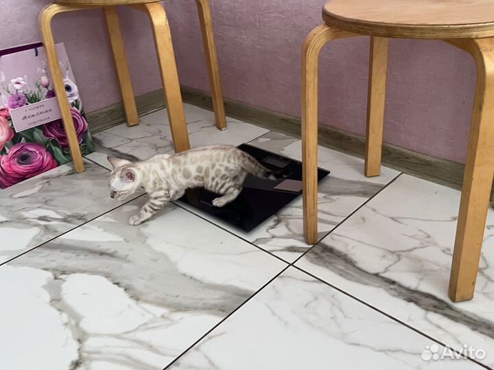 Бенгальские котята